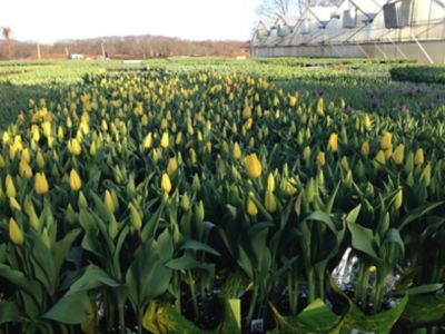 Image showing 6 in. Potted Tulip Plant, 33383966861