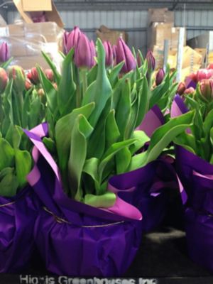 Image showing 6 in. Potted Tulip Plant, 33383966861