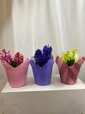 6 in. Hyacinths
