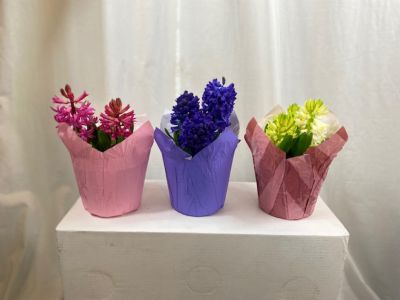 Image showing 6 in. Potted Hyacinth Plant, 33383963891