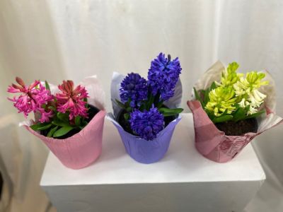 Image showing 6 in. Potted Hyacinth Plant, 33383963891