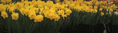 6 in. Daffodils