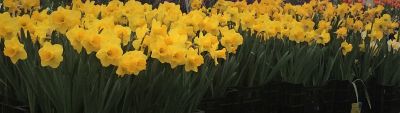 6 in. Potted Daffodils Plant