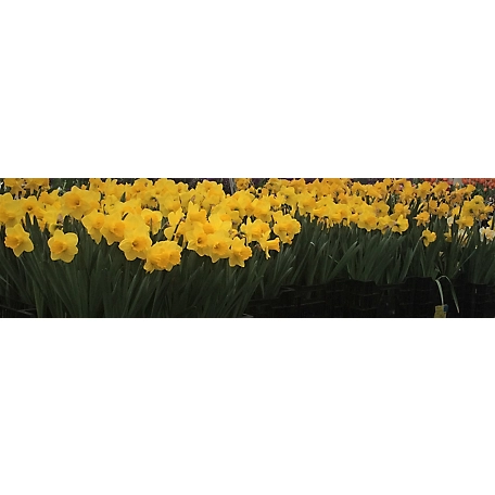 6 in. Daffodils