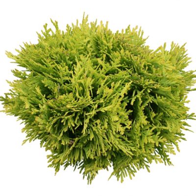 Image showing  2 gal. Arborvitae Tater Tot Shrub