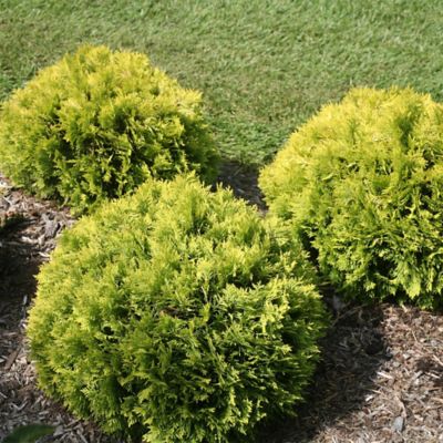 Image showing  2 gal. Arborvitae Tater Tot Shrub