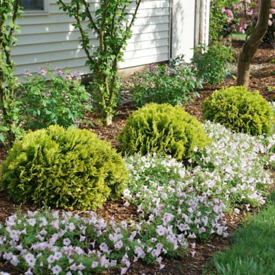 Image showing  2 gal. Arborvitae Tater Tot Shrub