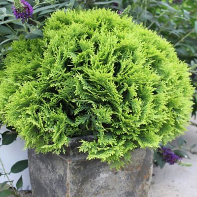 Image showing 5 th Proven Winners 2 gal. Arborvitae Tater Tot Shrub