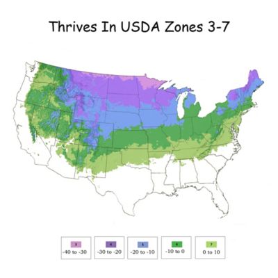 Image showing 7 th Proven Winners 2 gal. Arborvitae Tater Tot Shrub