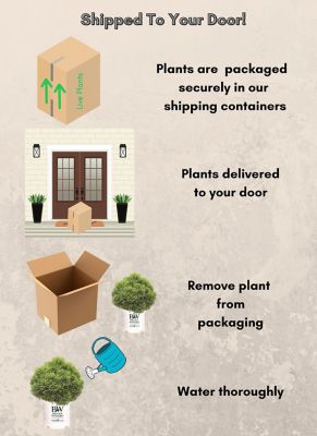 Image showing 8 th Proven Winners 2 gal. Arborvitae Tater Tot Shrub