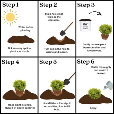 Image showing 9 th Proven Winners 2 gal. Arborvitae Tater Tot Shrub