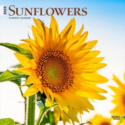 Browntrout Publishers Sunflowers 2025 12 x 24 in. Monthly Square Wall Calendar Plastic Free