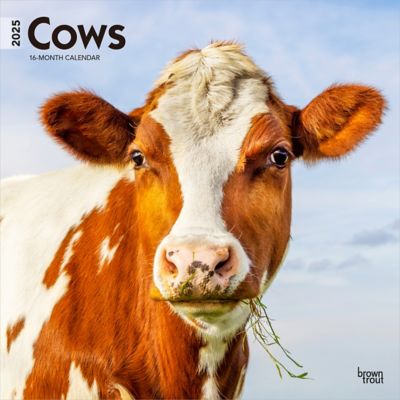 Browntrout Publishers Cows 2025 12 x 24 in. Monthly Square Wall Calendar Plastic Free