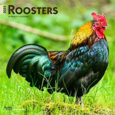 Browntrout Publishers Roosters 2025 12 x 24 in. Monthly Square Wall Calendar Plastic Free