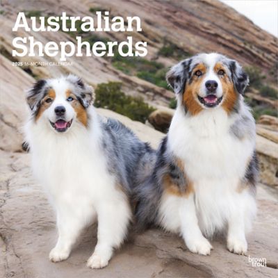 Browntrout Publishers Australian Shepherds 2025 12 x 24 in. Monthly Square Wall Calendar Plastic Free