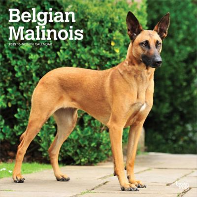 Browntrout Publishers Belgian Malinois 2025 12 x 24 in. Monthly Square Wall Calendar Plastic Free