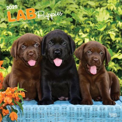 Browntrout Publishers Labrador Retriever Puppies 2025 12 x 24 in. Monthly Square Wall Calendar Plastic Free