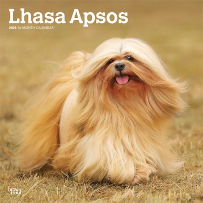 Browntrout Publishers Lhasa Apsos 2025 12 x 24 in. Monthly Square Wall