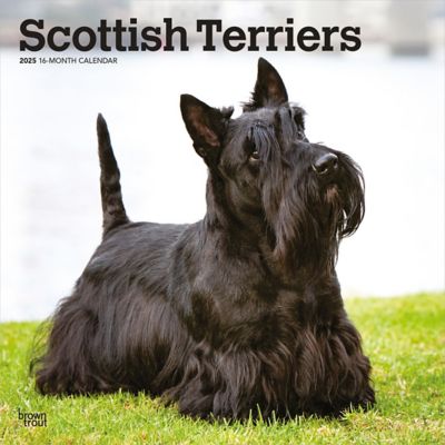 Browntrout Publishers Scottish Terriers 2025 12 x 24 in. Monthly Square Wall Calendar Plastic Free