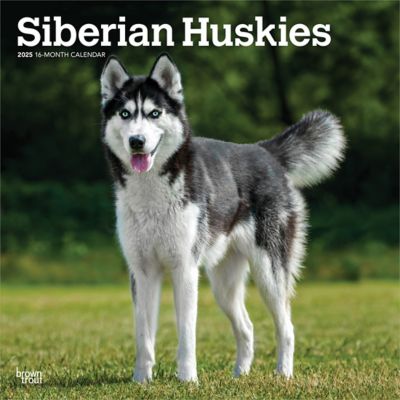 Browntrout Publishers Siberian Huskies 2025 12 x 24 in. Monthly Square Wall Calendar Plastic Free