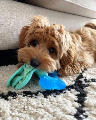 Image showing  Nyla Puppy Freezer Bone Dog Toy