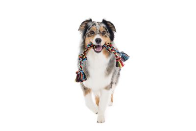 Image showing  Double Rope Tug Dog Toy