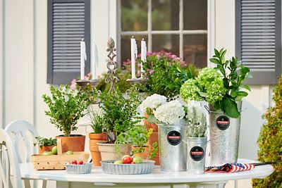 Image showing  Galvanized Hot Dipped Steel French Vase Flower Pot