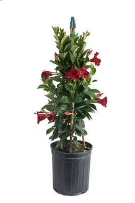 Image showing  10I N Mandevilla Teepee