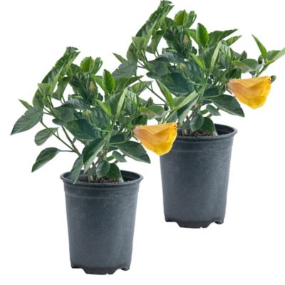 Image showing  2.50 qt. Hibiscus Bush
