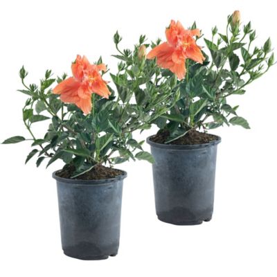 Image showing  2.50 qt. Hibiscus Bush