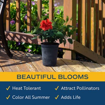 Image showing  2.50 qt. Hibiscus Bush