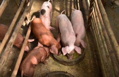 Image showing 6 th Medalist Feed Mini Pellet Alfalfa Feed, 50 lb.