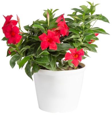 Costa Farms 3 qt. Mandevilla Planter