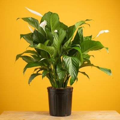 Costa Farms 10 in. Spath in Growers Pot