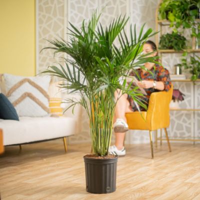 Costa Farms 10 in. Asst Palms in. Growers Pot
