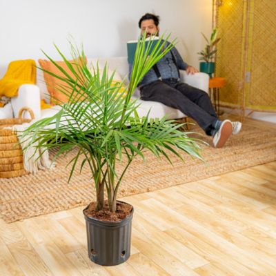 Image showing  10 in. Asst Palms in. Growers Pot