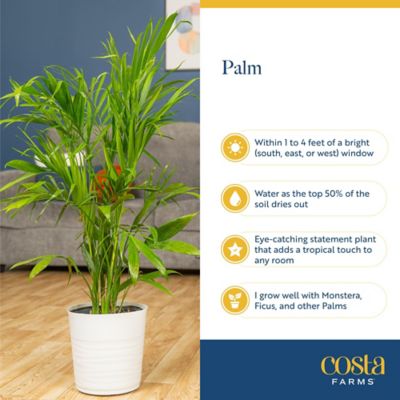 Image showing  10 in. Asst Palms in. Growers Pot