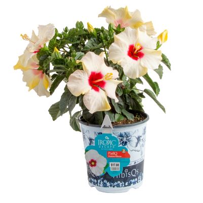 Costa Farms 1 gal. Premium Hibiscus Bush