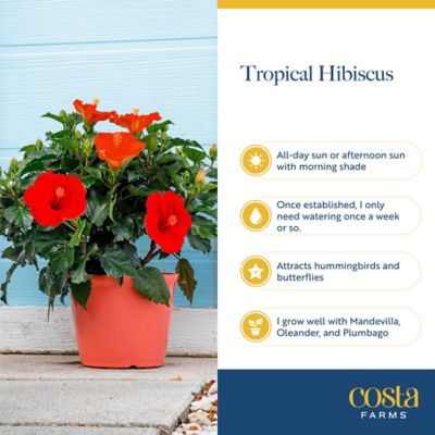 Image showing  1 gal. Premium Hibiscus Bush