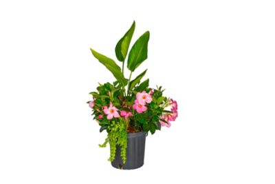 Costa Farms 10 in. Mandevilla Combo Fl