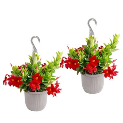 Costa Farms 10 in. Mandevilla 2 Hb