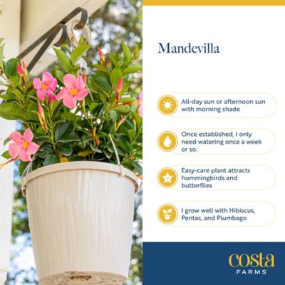 Image showing  10 in. Mandevilla 2 Hb