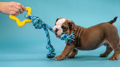 Image showing  Tug-O-War Colorful Emoji Rope Dog Toy, Assorted Colors