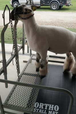 Image showing 5 th Dollamur Ortho Stall Mat, Black