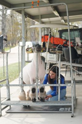 Image showing 6 th Dollamur Ortho Stall Mat, Black