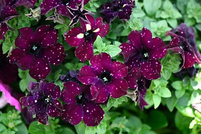 Image showing 4 in. Annual Plants