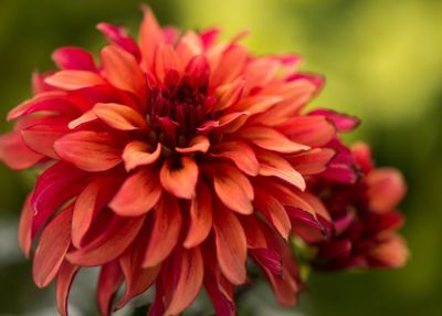 Image showing 4 in. Annual Plants