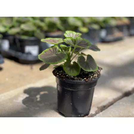 Seed Geranium Plant in 4" Pot Perennials