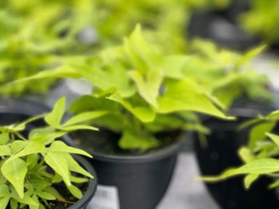 Image showing 4 in. Accent