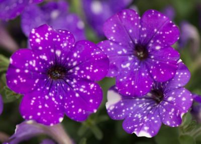 WAVE Petunia Plant, 6 pc.